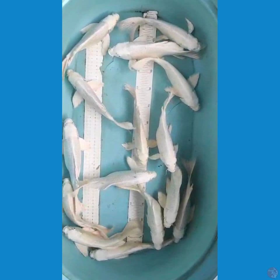 platinum kumpay 15ekor  25-28cm