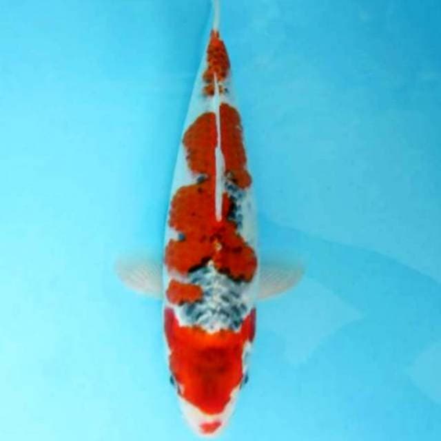 33cm Goshiki muanteb body joss 