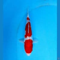kohaku gindrin (male) 25cm