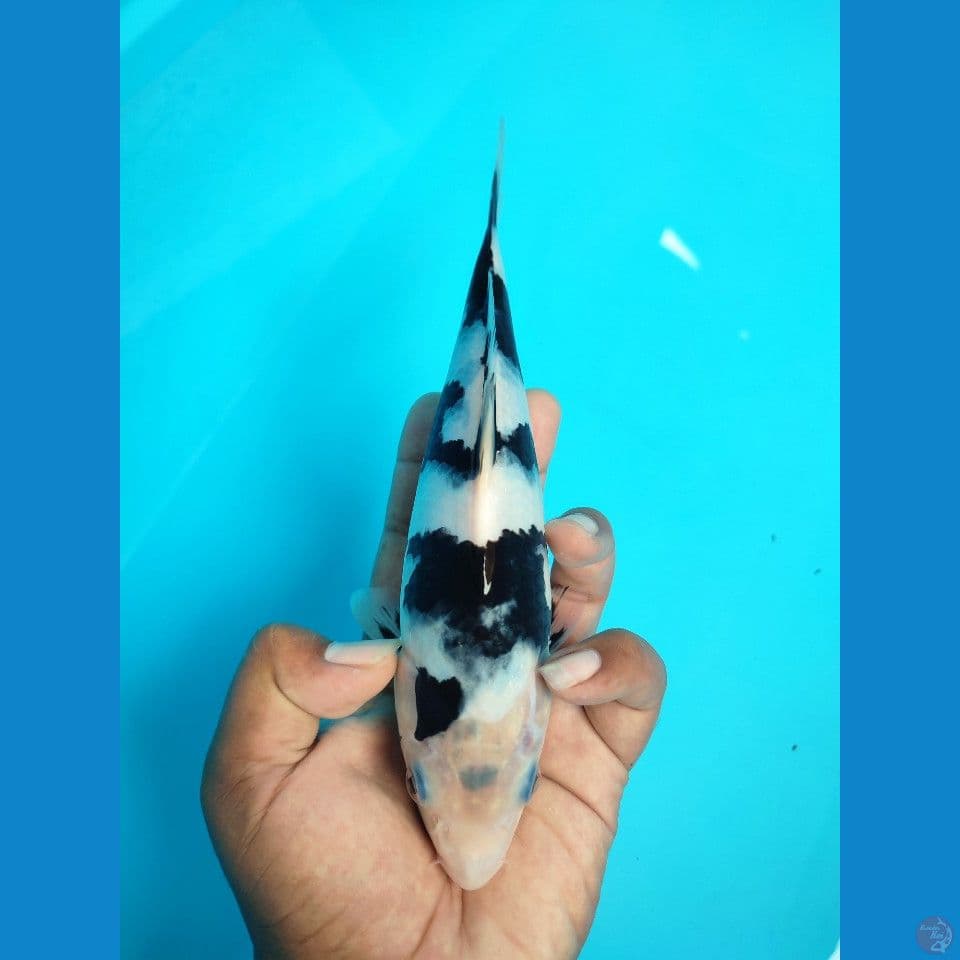 shiro SQ 25cm female