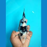 shiro SQ 25cm female