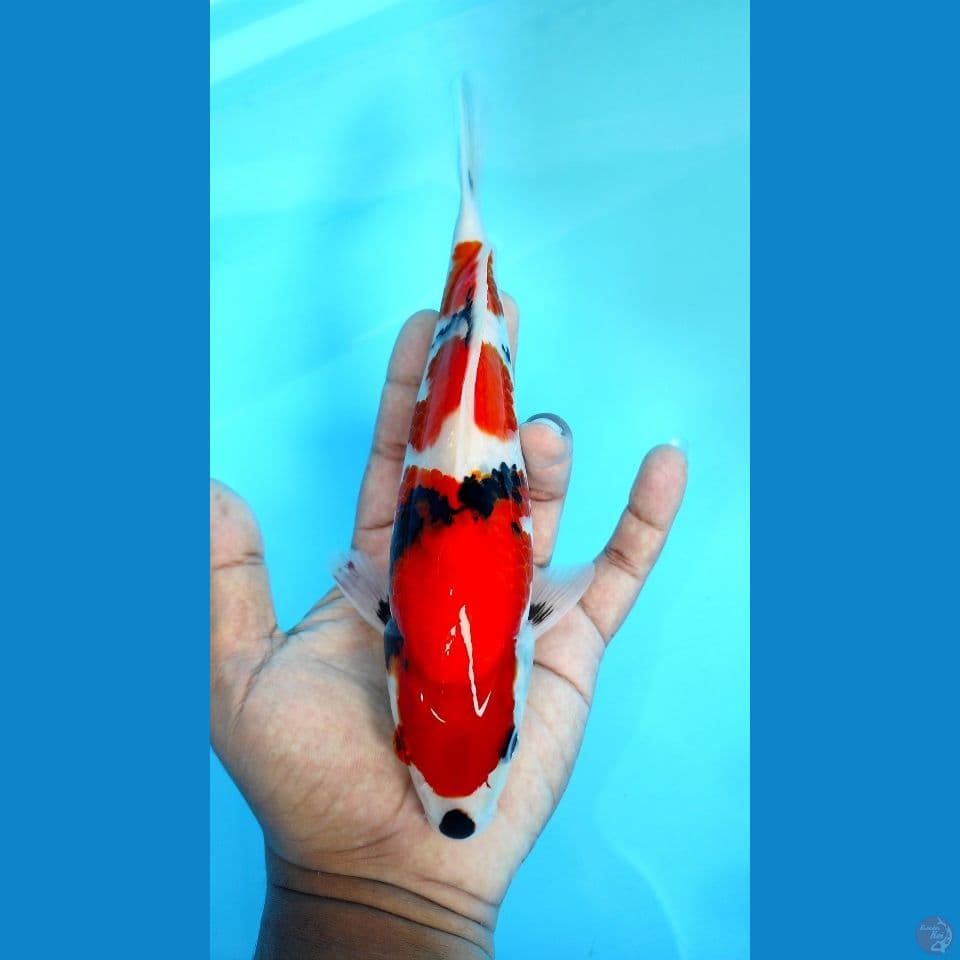 showa tategoi 25cm