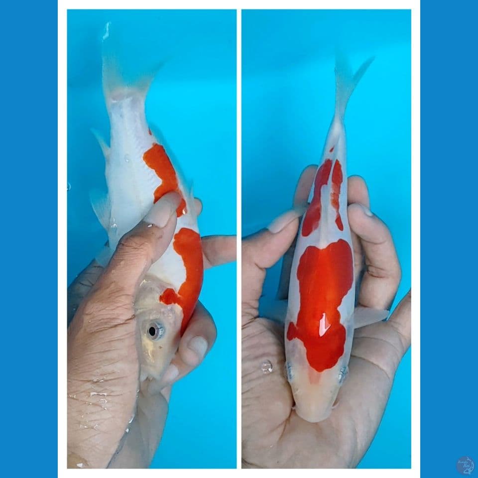 kohaku doitsu 19cm