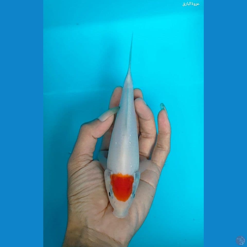 tanco kohaku ori 19 cm