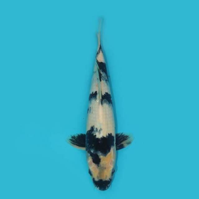 SHIRO 35 CM