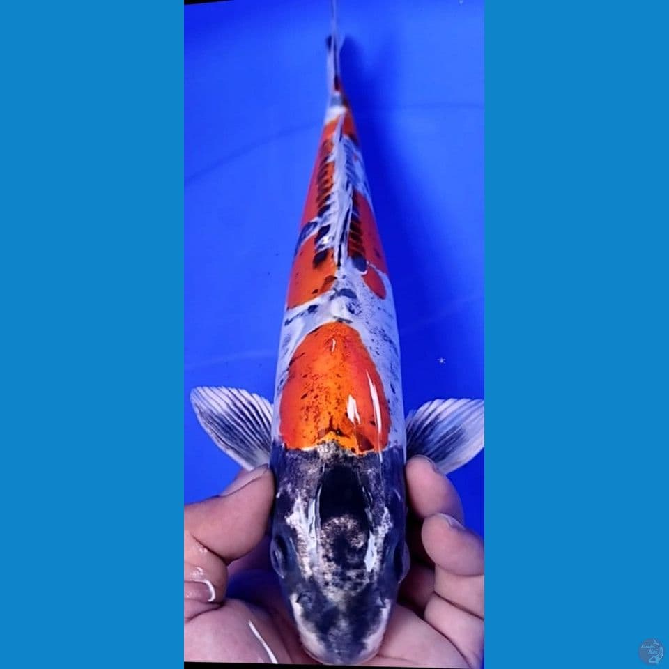 KIKI 35CM MALE