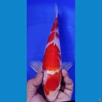 KOHAKU 40cm male