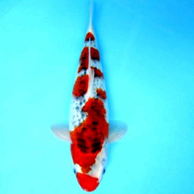 35cm goshiki muanteeb body terpedo