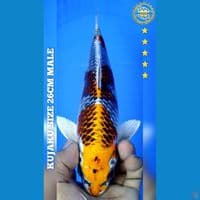 KUJAKU 26CM MALE