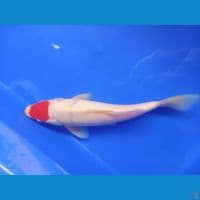 Tanco Kohaku
