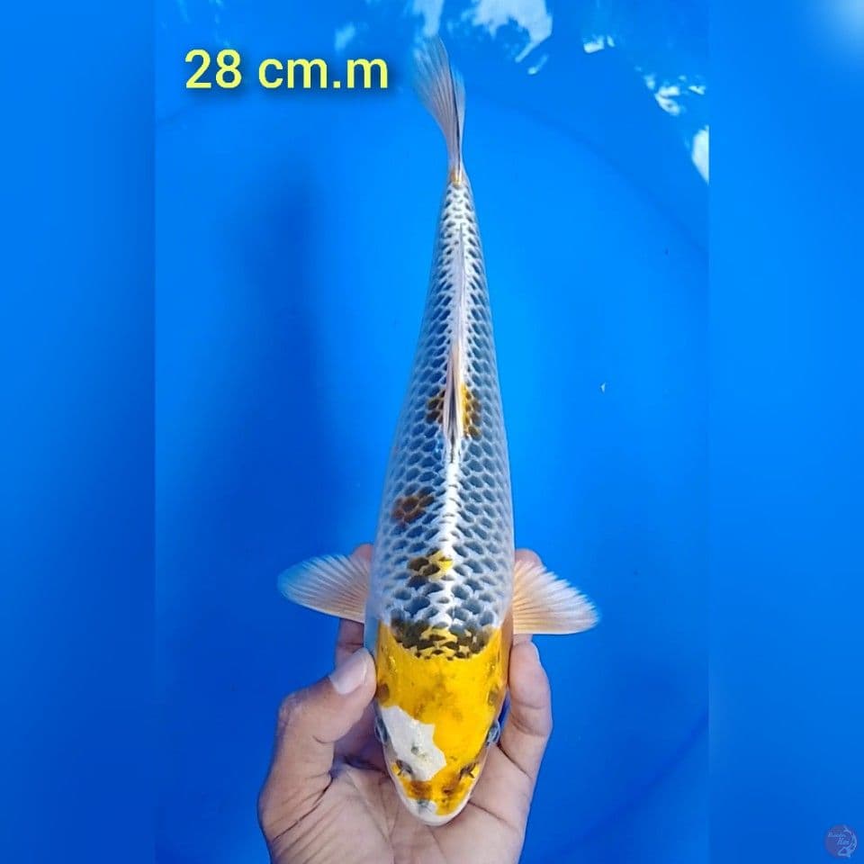 kin kujaku size : 28 cm.m