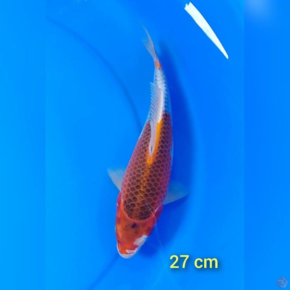 bulky kujaku size : 27 cm 