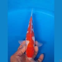 inazuma kohaku 24cm