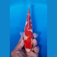 inazuma 20cm