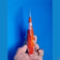 kohaku doit 17cm