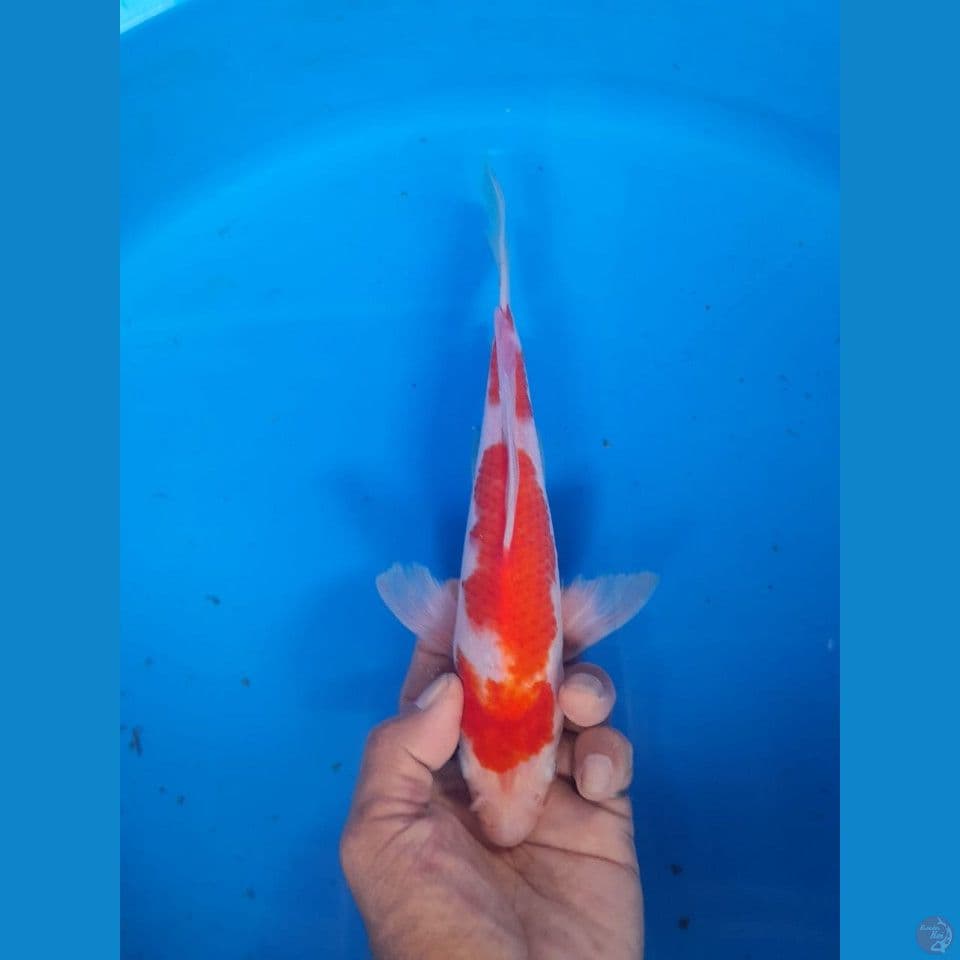 kohaku slayer 25cm