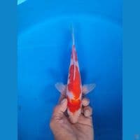 kohaku slayer 25cm