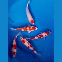 kohaku 16-17cm