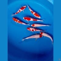 kohaku 13-17cm