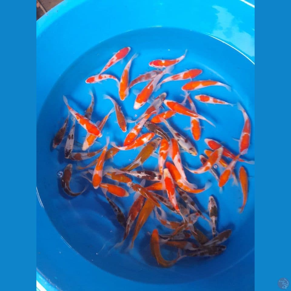 paket 50ekor 8-10cm