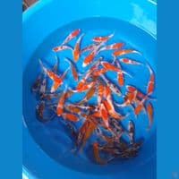 paket 50ekor 8-10cm