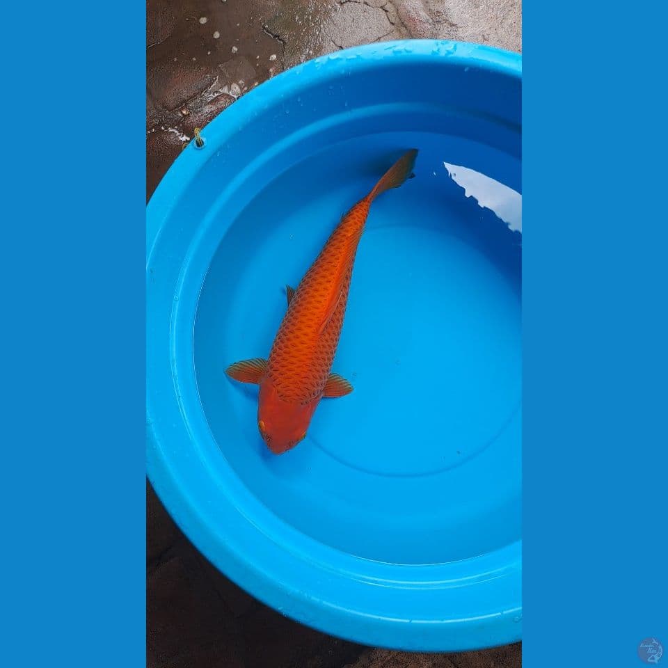 karamel