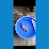 Induk Kohaku 42CM