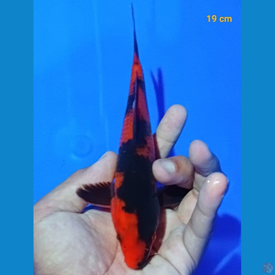 Hi utsuri 19 cm