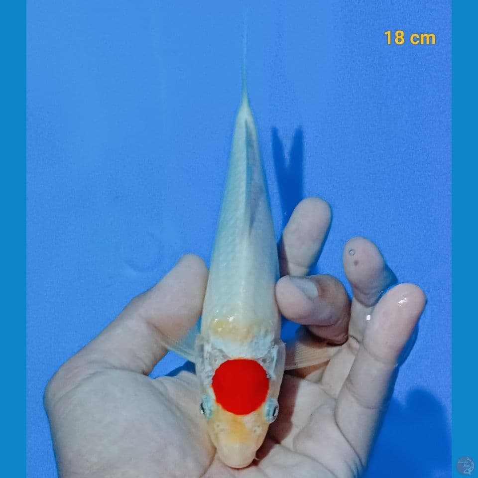 Tancho kohaku 18 cm