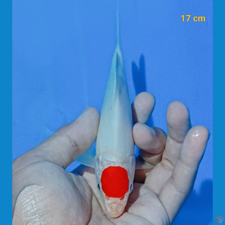 Tancho kohaku 17cm