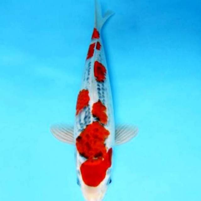 33cm red goshiki muanteb