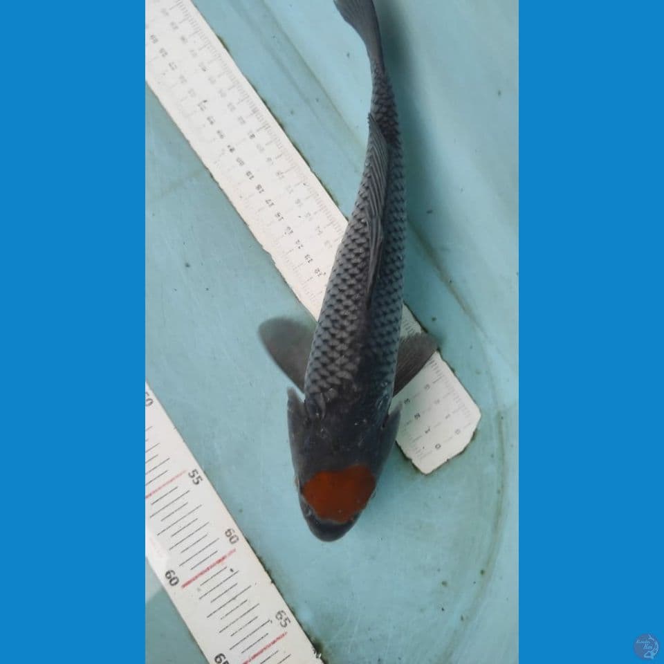 tanvho ochiba 30cm