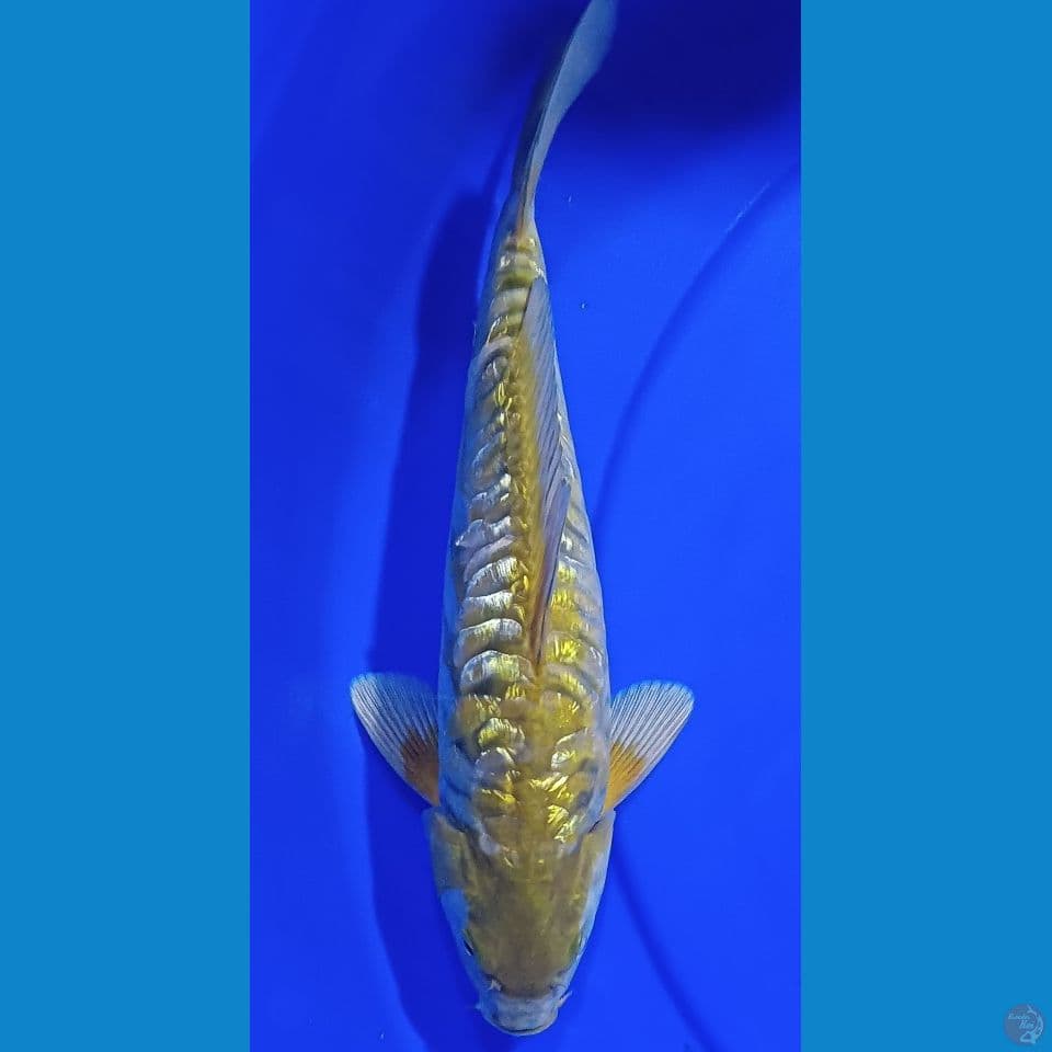 aragoke male 30 CC