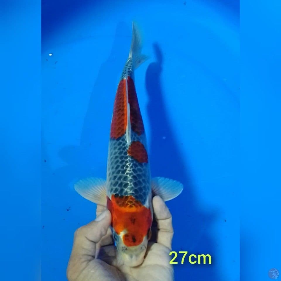 goshiki size : 27 cm.m