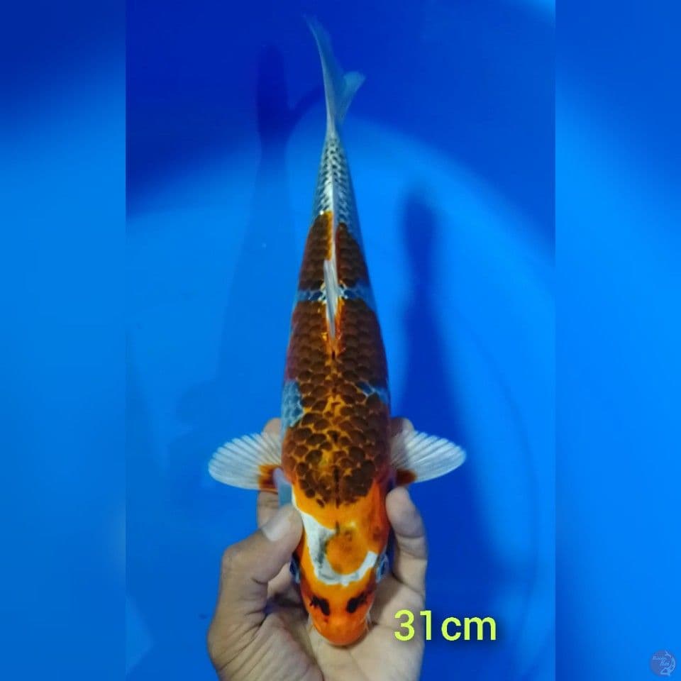 kujaku size : 31 cm.u