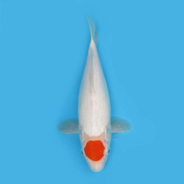 TANCHO 29 CM