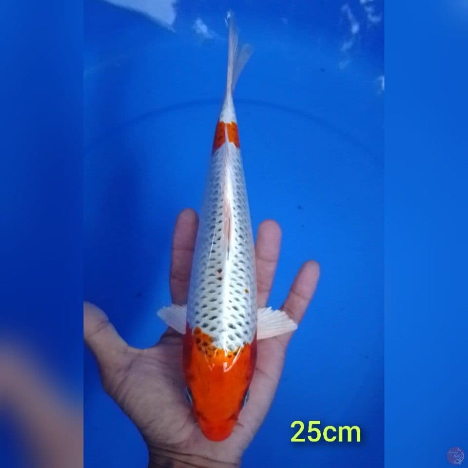 kujaku size : 25 cm.u