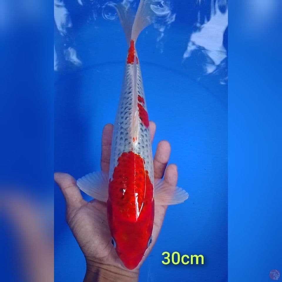 kujaku size : 30 cm.m