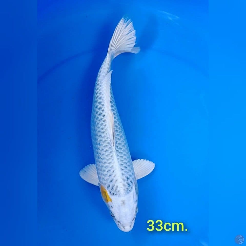 hariwake size : 33 cm.u