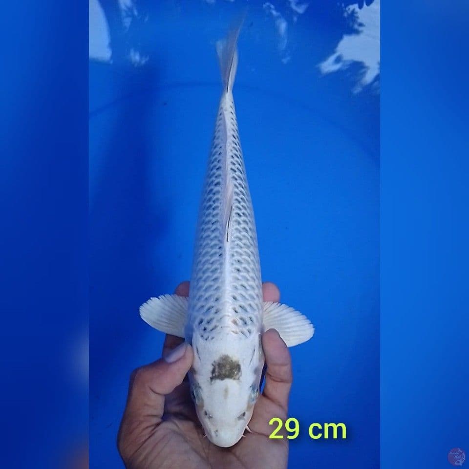 gin matshuba size : 29 cm.u