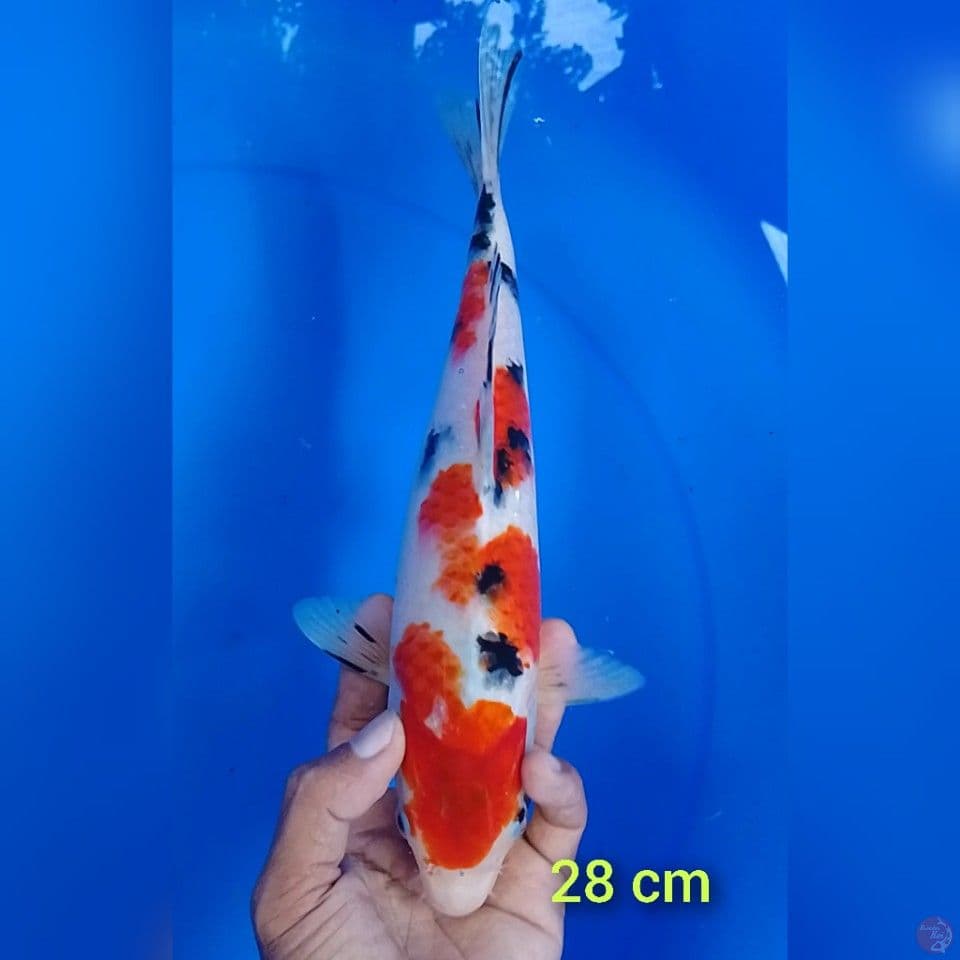 sanke size : 28 cm.m