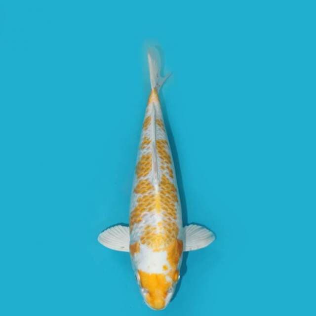 HARIWAKE 32 CM
