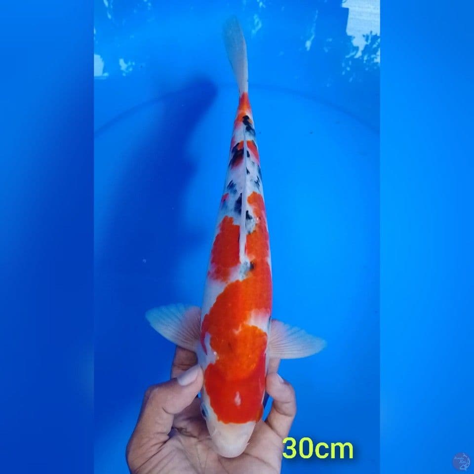 sanke size : 30 cm.m