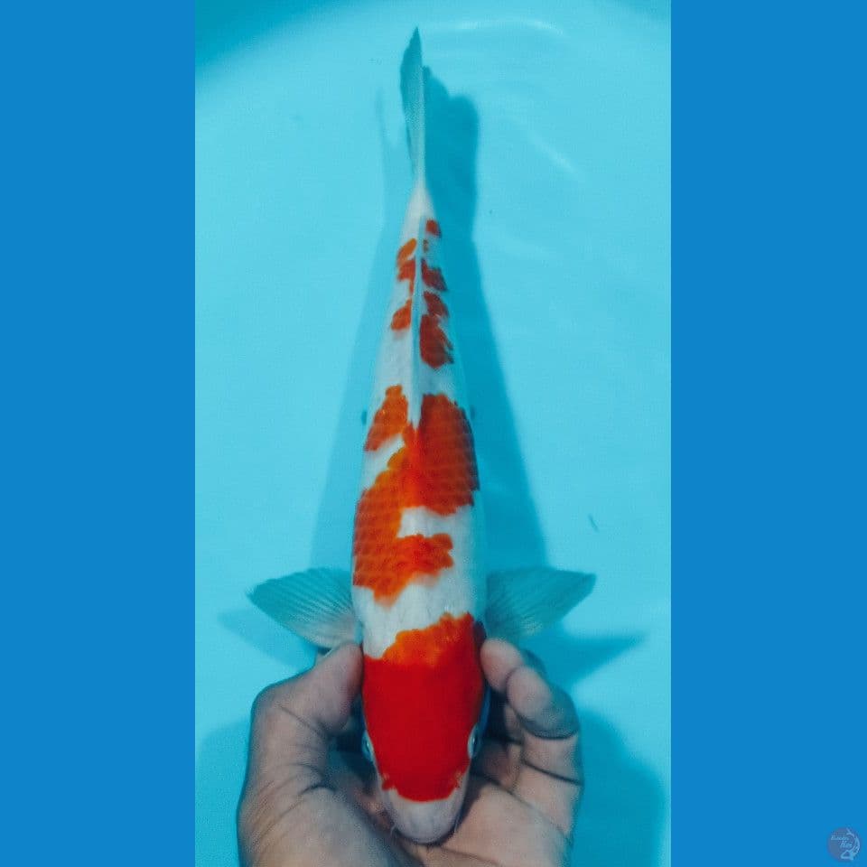 kohaku 33