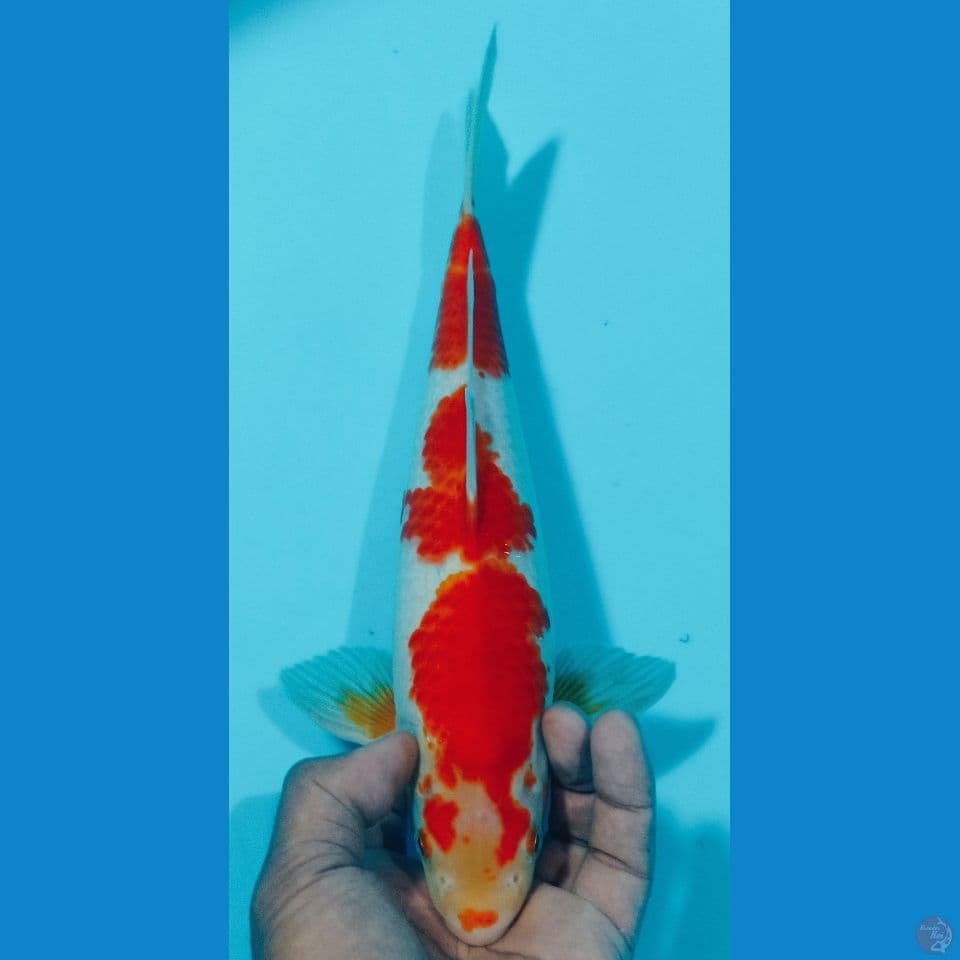 kohaku 34