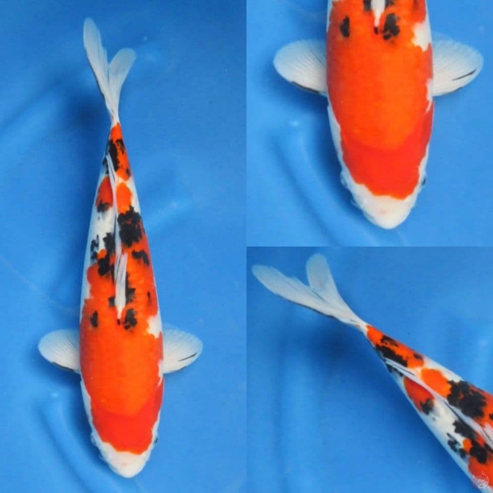 37cm, Sanke F1 body teredo