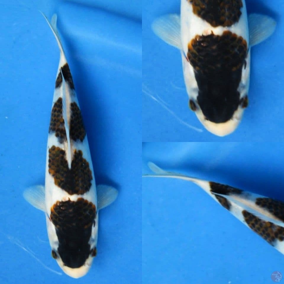 18cm, Goromo super SQ