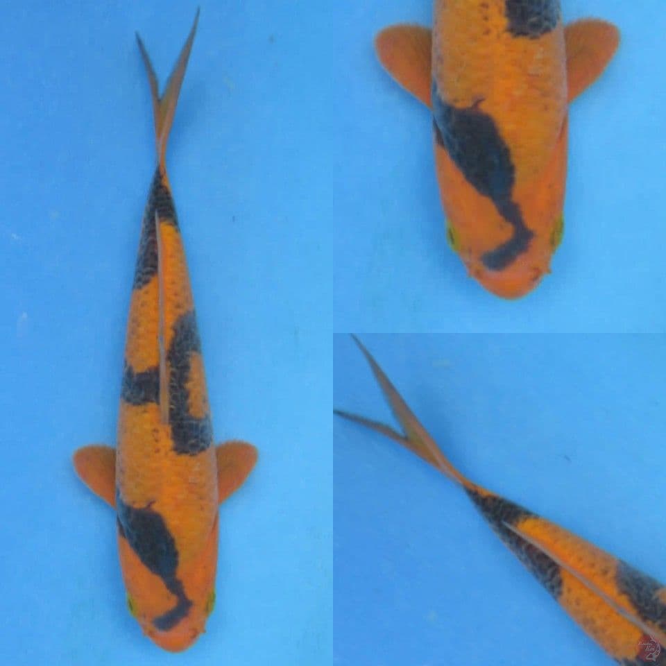 17cm, Kawarimono