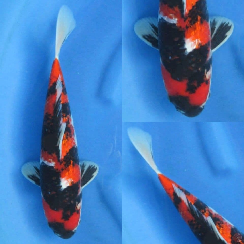 35cm, Showa Mutogoro HQ 