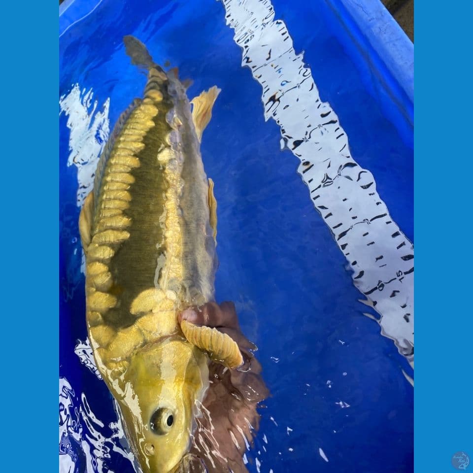 midori aragoke punuk jantan